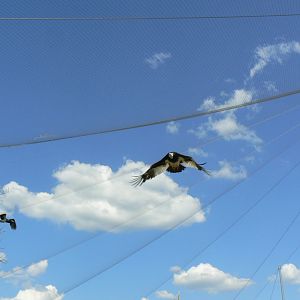 Hippopotamuses' reserve - white-headed vultur
