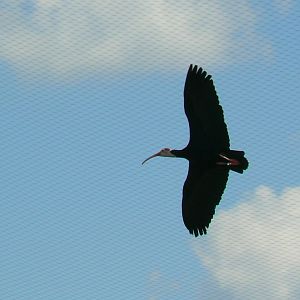 Hippopotamuses' reserve - southern bald ibis