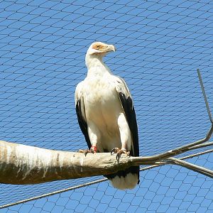 Hippopotamuses' reserve -  palm-nut vulture