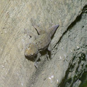 Land of the lions - ringed wall gecko