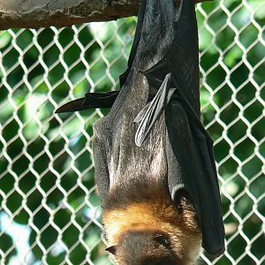 Tropical dome - Rodriguez flying foxe