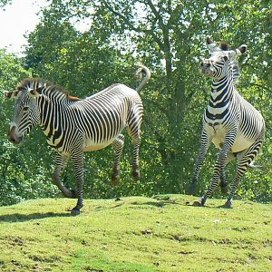 African plain - grevy zebras playing
