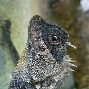 Reptile house - green pricklenape