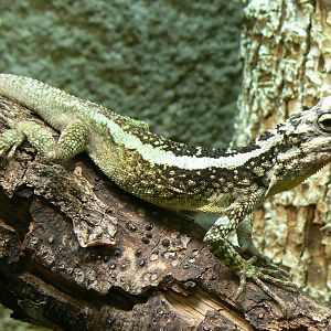 Reptile house - splendid japalure