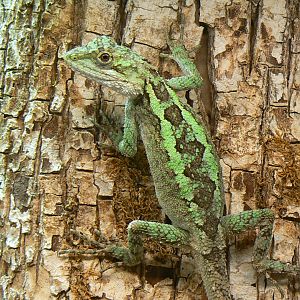 Reptile house - splendid japalure