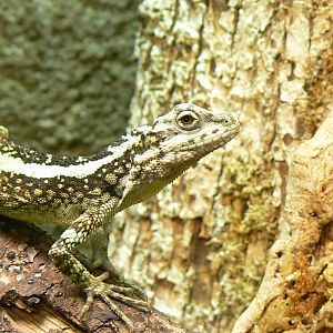 Reptile house - splendid japalure