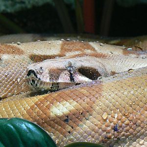Gorillas greenhouse - boa constrictor