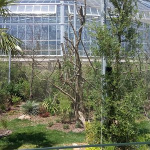 Tropical Dome - Bolivian squirrel monkeys and southern tamanduas outdoor aviary