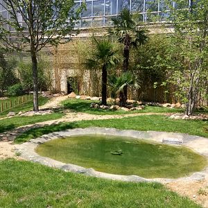 Tropical Dome - radiated tortoises outdoor enclosure