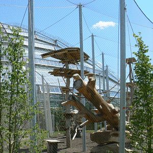Tropical Dome - Future douc langurs outdoor aviary under construction