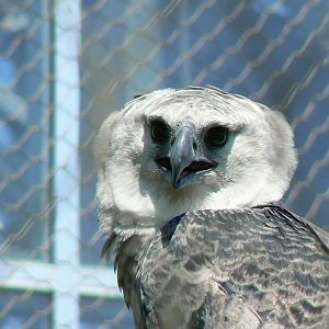 Tropical Dome - Harpy eagle