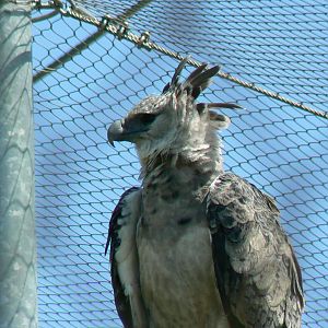 Tropical Dome - Harpy eagle