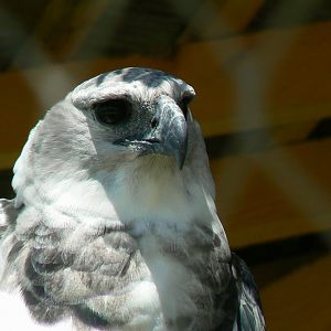 Tropical Dome - Harpy eagle