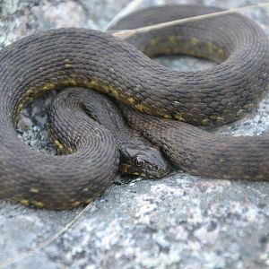 Viperine water snake - Natrix maura