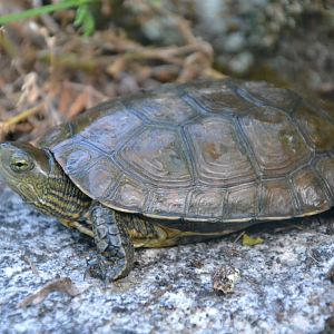 Spanish Pond Turtle - Mauremys leprosa