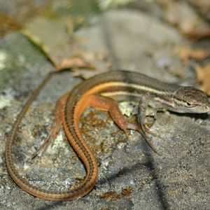 Western psammodromus - Psammodromus manuelae (P. algirus, depending to the taxonomist)