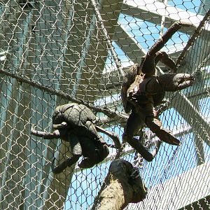 Tropical Dome - Aldabra's giant tortoises/rodriguez flying foxes/birds indoor walkthrough aviary - Coconut crabs