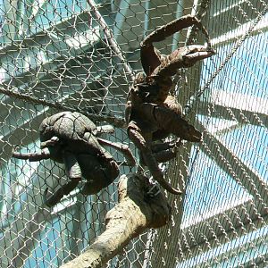 Tropical Dome - Aldabra's giant tortoises/rodriguez flying foxes/birds indoor walkthrough aviary - Coconut crabs