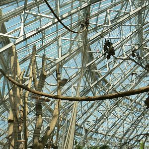 Tropical Dome - Spot Coconut crabs ?