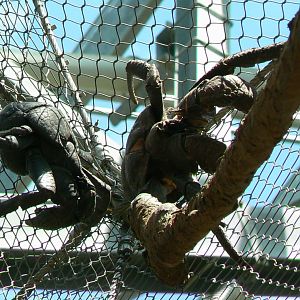 Tropical Dome - Aldabra's giant tortoises/rodriguez flying foxes/birds indoor walkthrough aviary - Coconut crabs