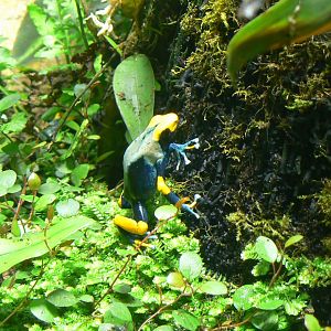 Tropical Dome - dyeing dart frog