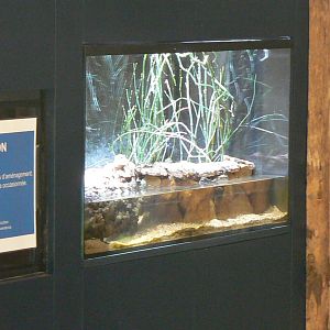 Tropical Dome - Beauval Nature Camp under construction