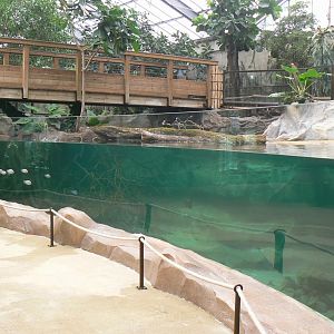 Gorillas greenhouse - new white-blotched river stingrays/spectacled caimans and Hilaire’s side-necked turtles pool