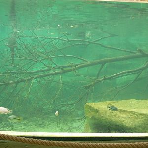 Gorillas greenhouse - new white-blotched river stingrays/spectacled caimans and Hilaire’s side-necked turtles pool