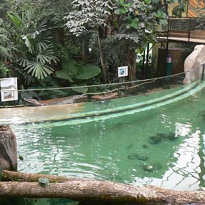 Gorillas greenhouse - new white-blotched river stingrays/spectacled caimans and Hilaire’s side-necked turtles pool