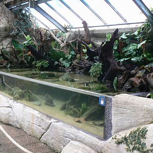 Gorillas greenhouse - new stingrays nursery (previously for piranhas)