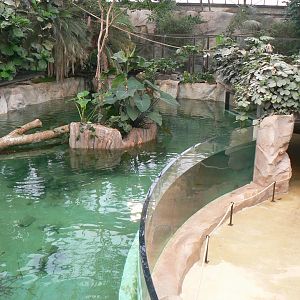 Gorillas greenhouse - new white-blotched river stingrays/spectacled caimans and Hilaire’s side-necked turtles pool