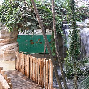 Gorillas greenhouse - new white-blotched river stingrays/spectacled caimans and Hilaire’s side-necked turtles pool