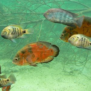 Gorillas greenhouse - fisches ID please ?!