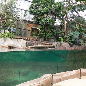 Gorillas greenhouse - new white-blotched river stingrays/spectacled caimans and Hilaire’s side-necked turtles pool