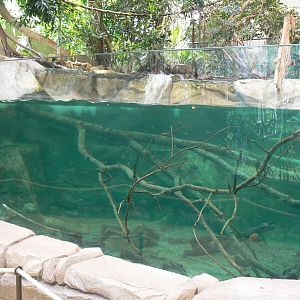 Gorillas greenhouse - second pool for stingrays (and smooth-fronted caiman in the future)
