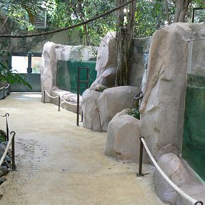 Gorillas greenhouse - new white-blotched river stingrays/spectacled caimans and Hilaire’s side-necked turtles pool