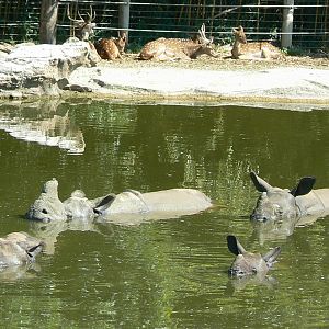 Indian rhinos shared bathtub