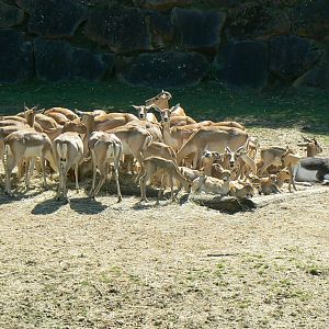 How many blackbucks on the photo ?
