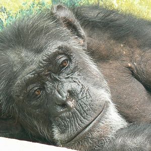 Western common chimpanzee