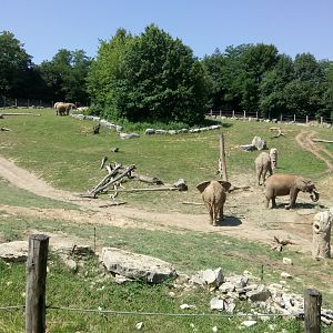 African elephants cows all together in the main enclosure