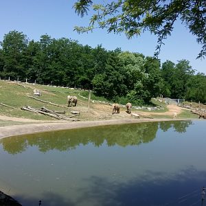 African elephants cows all together in the main enclosure