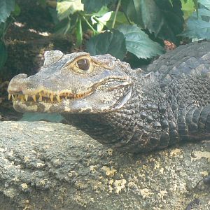 Tropical Dome - Cuvier's dwarf caiman
