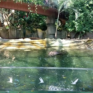 Tropical Dome - Pygmy hippopotamus called "Robert"