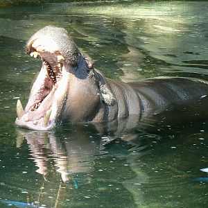 Tropical Dome - Pygmy hippopotamus called "Robert"
