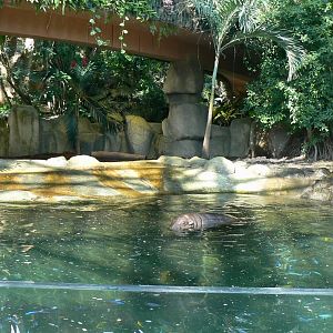 Tropical Dome - Pygmy hippopotamus called "Robert"