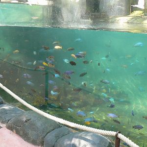 Tropical Dome - Pygmy hippopotamus called "Robert"