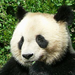 Giant panda