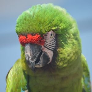 Ara ambiguus or militaris? Macaw ID (Milwaukee County Zoo, Summer 2017)