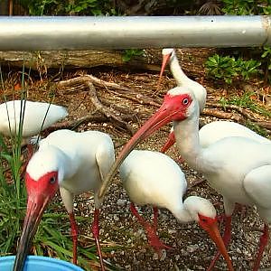 Key West Wildlife Center - YouTube