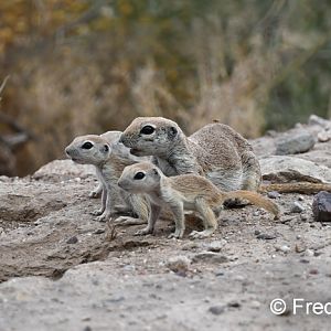 Round-tailed ground squirrel family